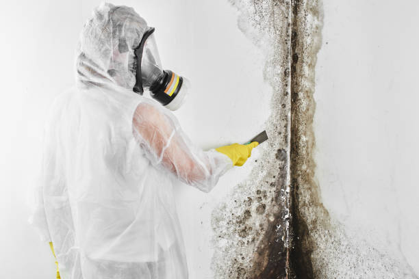 Mold Odor Removal Services