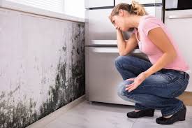 Professional Mold Prevention & Removal  in Fairfield Bay, AR